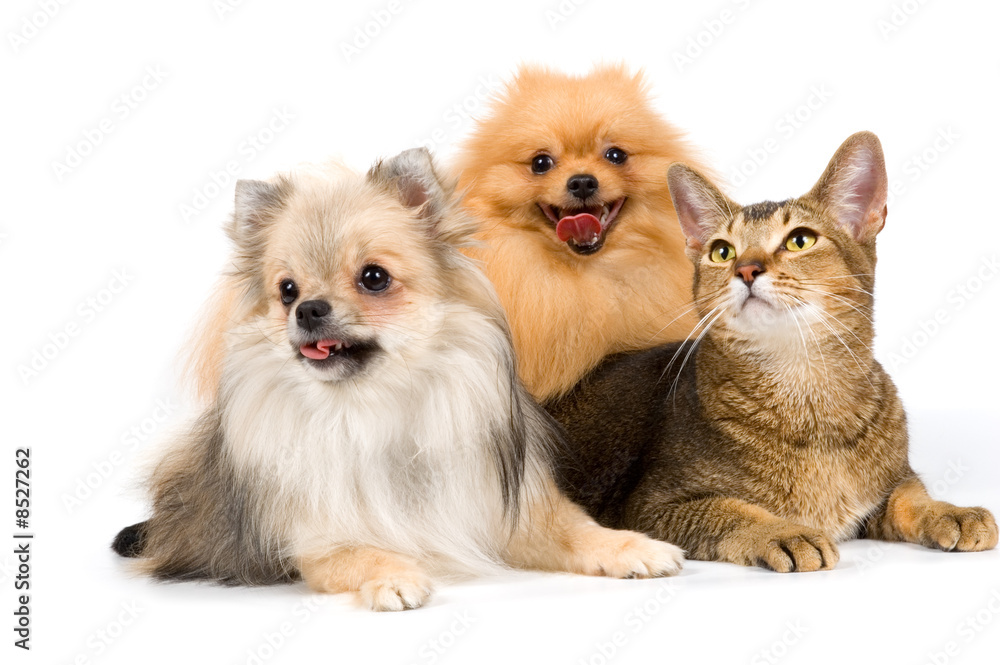 Two spitz-dogs and cat in studio on a neutral background Two spitz-dogs and cat in studio on a neutral background