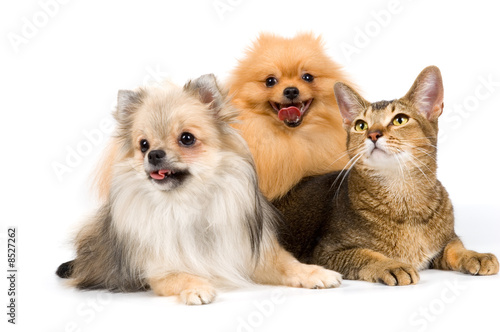Two spitz-dogs and cat in studio on a neutral background