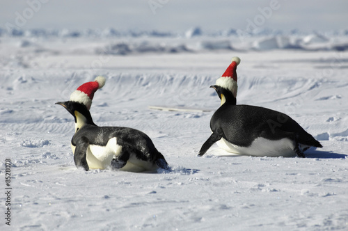 Penguin couple at Christmas day