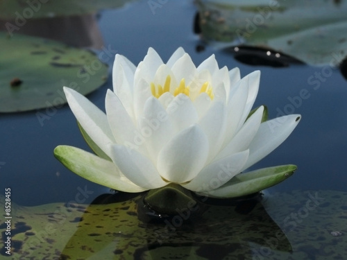 Weiße Seerose
