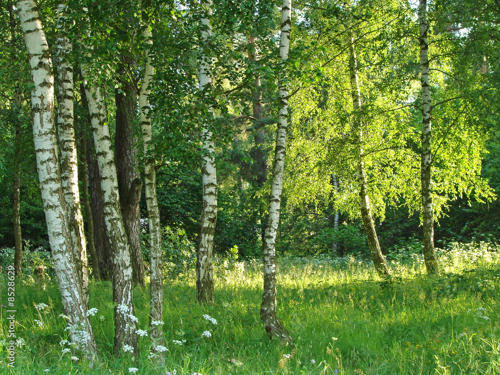 Fototapeta premium birch grove