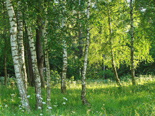 Fotobehang Berkenbos Sereen berkenbos in daglicht  © DLeonis