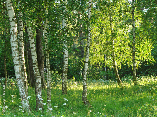 birch grove