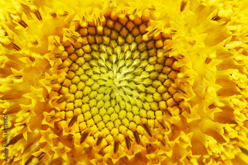 Macro of sunflower