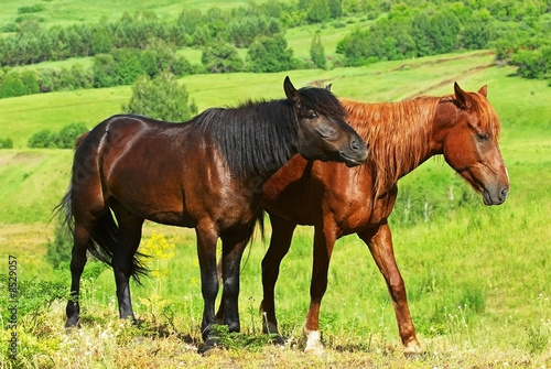 Two horses