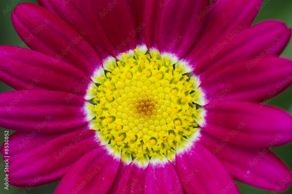 fleur fleur