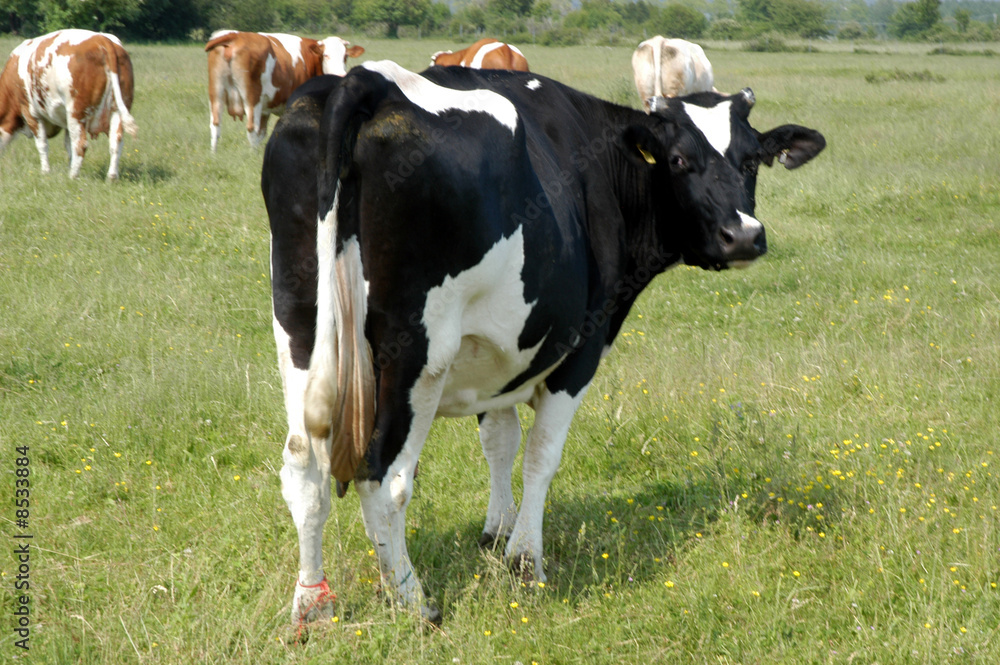 Mucche al pascolo - Friuli