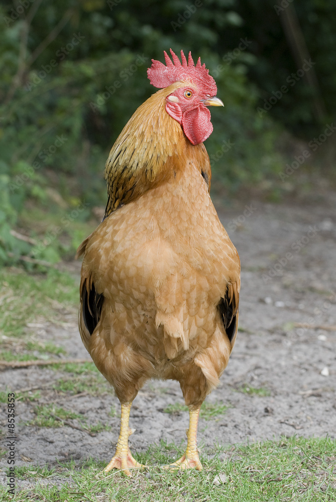Portrait of a cock to the utmost