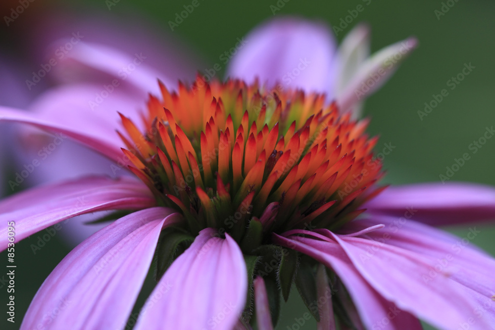 Echinacea