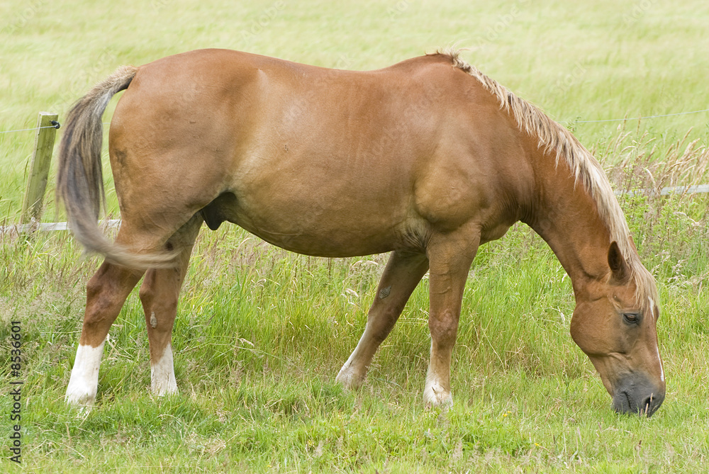 Horse on a background of a green field Horse on a background of a green field