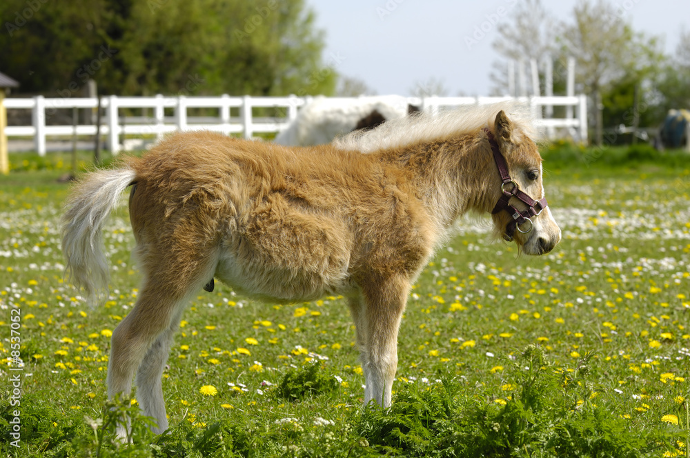 Fototapeta premium Young horse foal in profile