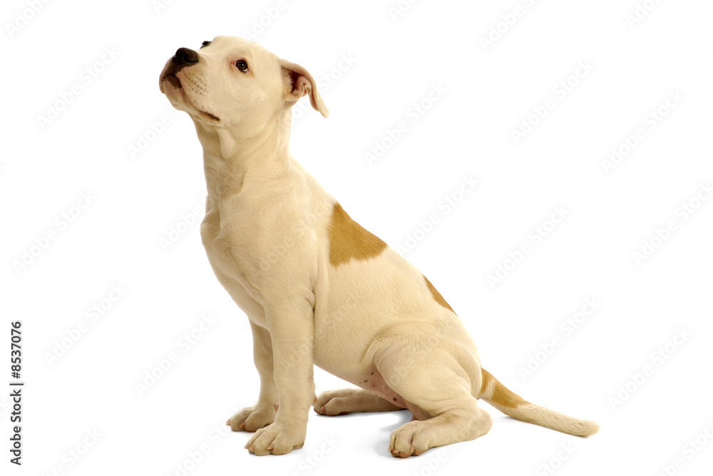 Puppy dog Puppy dog