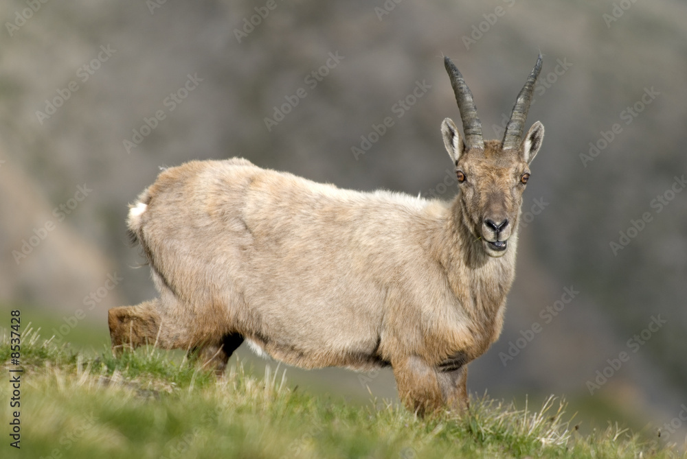 Apline ibex in the Alps. France