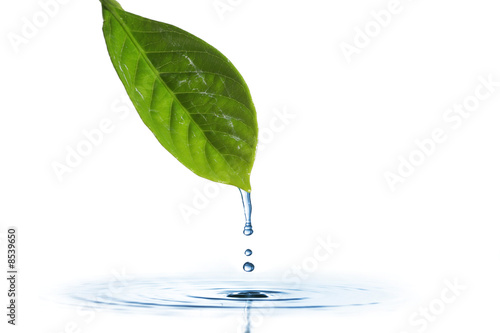 Water dripping of a leaf