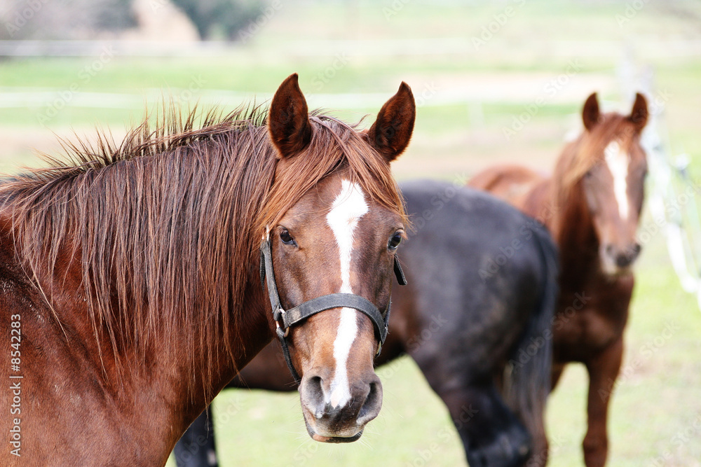 Naklejka premium chevaux dans un pré