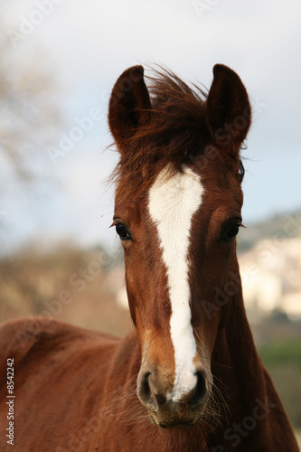 tête de cheval