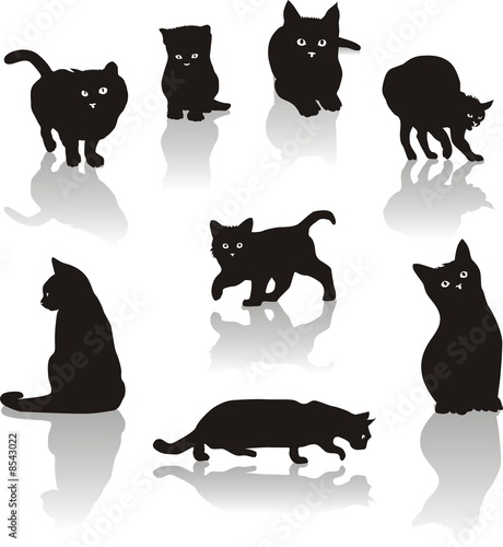 Fototapeta Naklejka Na Ścianę i Meble -  Cats
