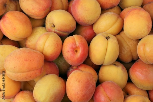 yellow and red fruits of apricot