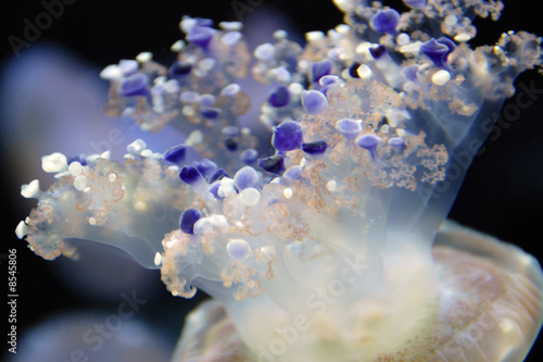 mediterranean jellyfish