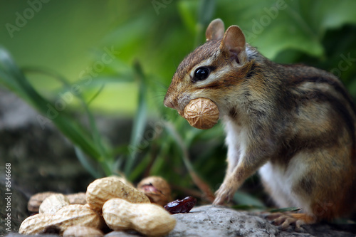 Photography The Chipmunk & Peanut