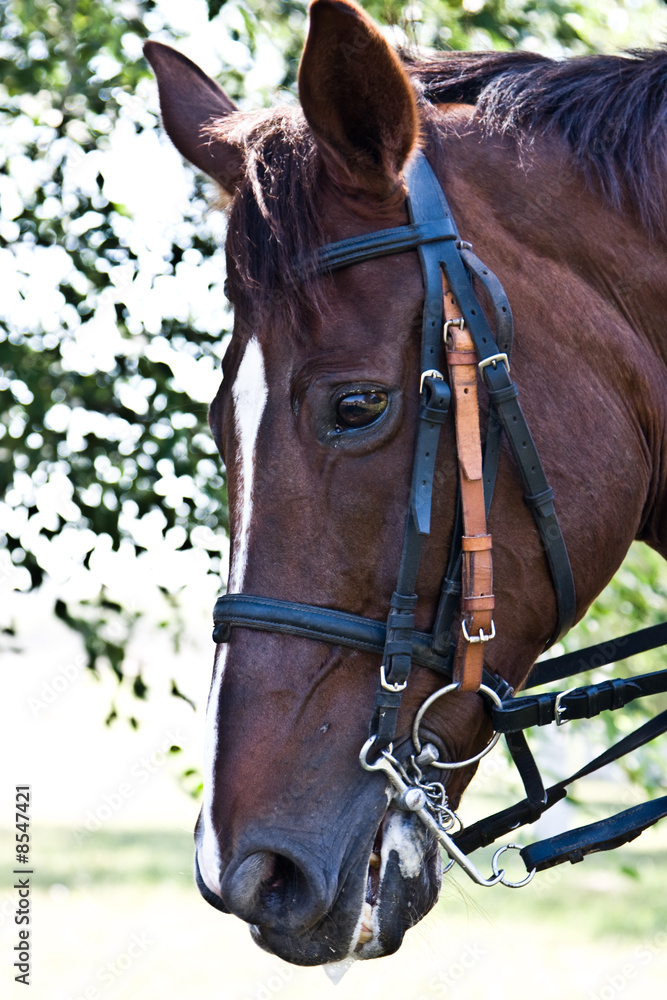Fototapeta premium head horse