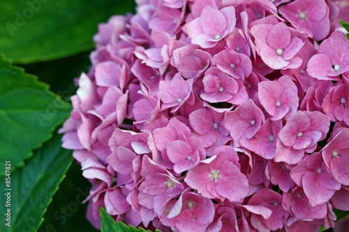 Fleur d'hortensia © NLPhotos