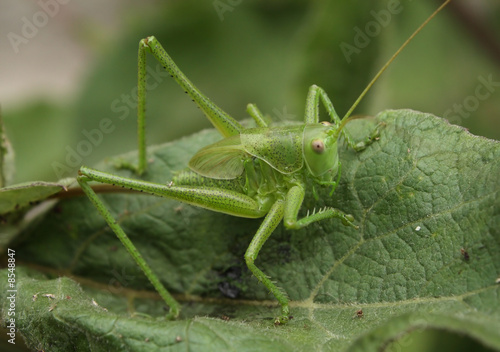 Grasshopper on a leaf - close-up