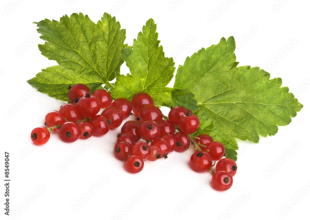 Brush of a red currant