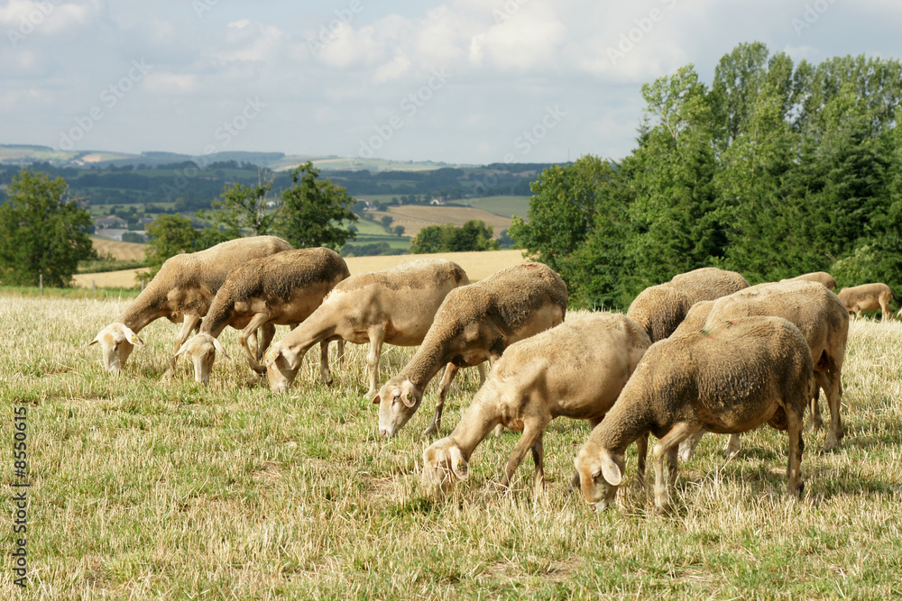moutons moutons