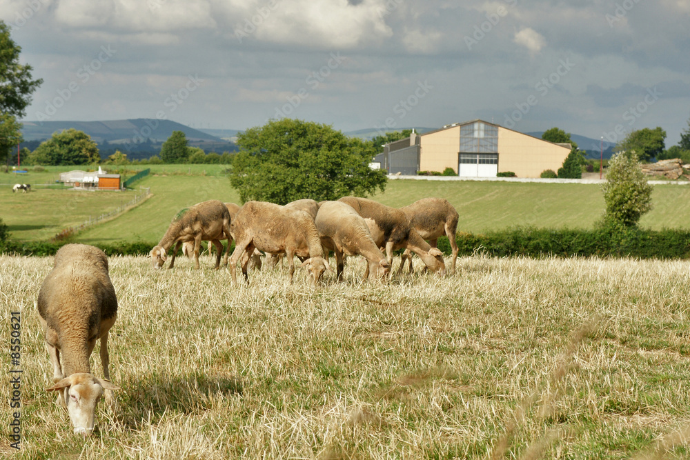 Obraz premium brebis