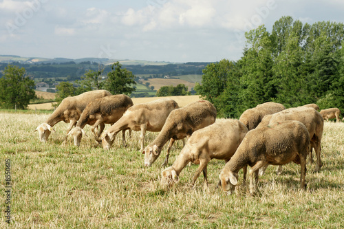 moutons