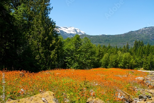 Mountain Meadow