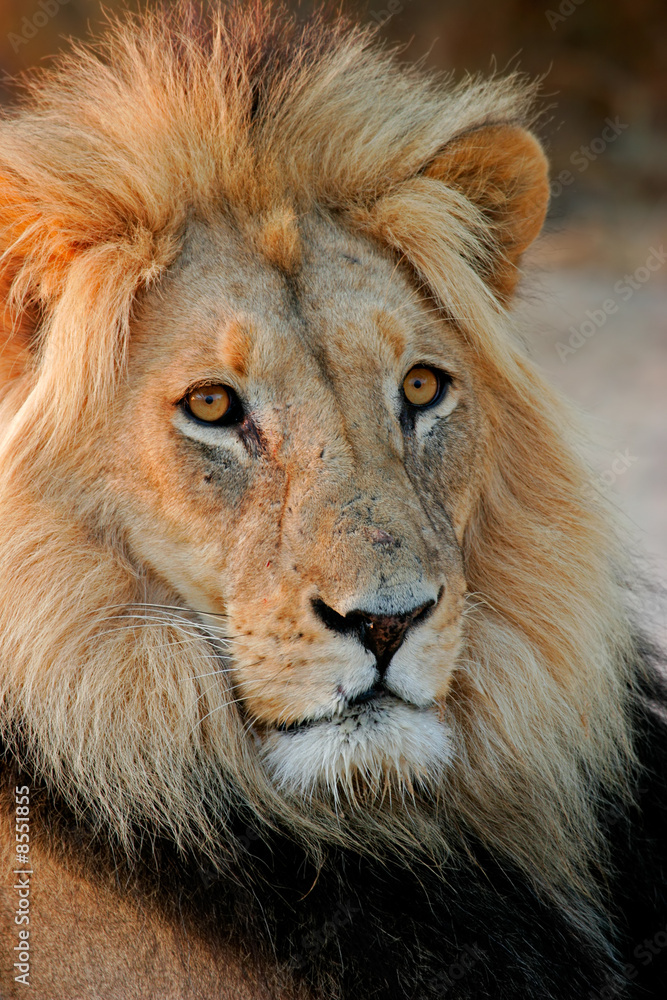 Big male African lion, Kalahari desert, South Africa