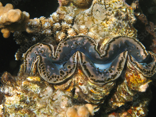 Reef coral mollusk Tridacna maxima brown