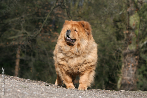 chow chow