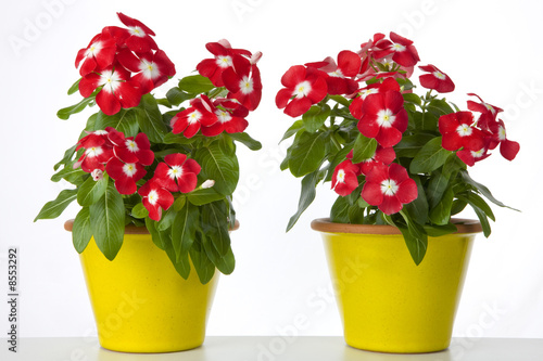 Fototapeta Naklejka Na Ścianę i Meble -  Vasi di fiori rossi