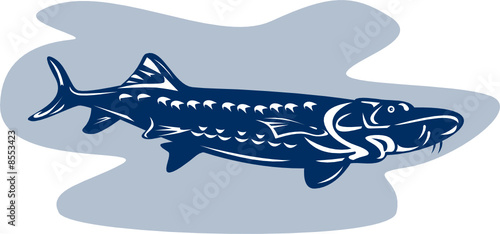 Sturgeon fish