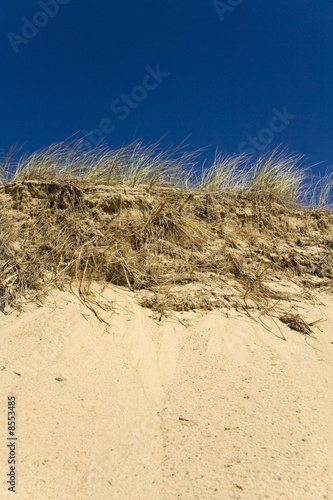 Grassy sand dunes