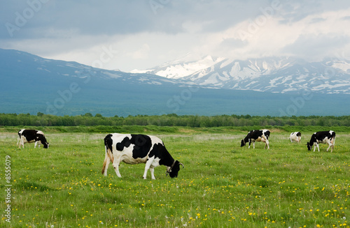 Cows