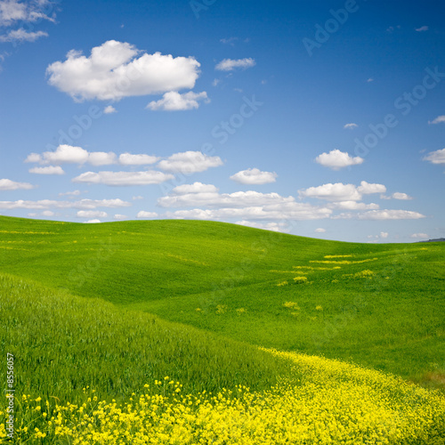 Flowered Landscape
