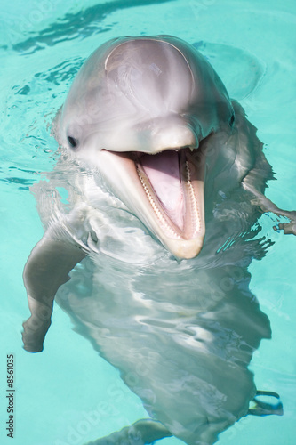 Stampa su Tela bottlenose dolphin