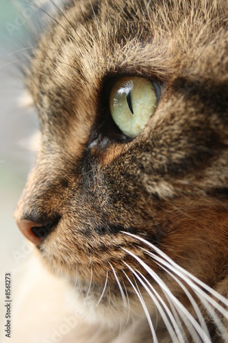 cat eye