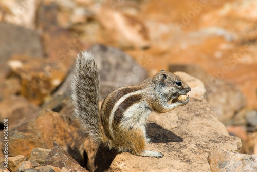 eating squirrel photo