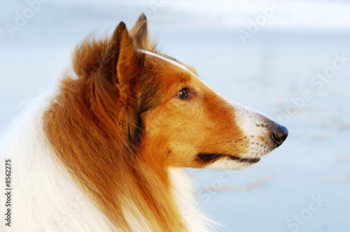 Collie dog portrait