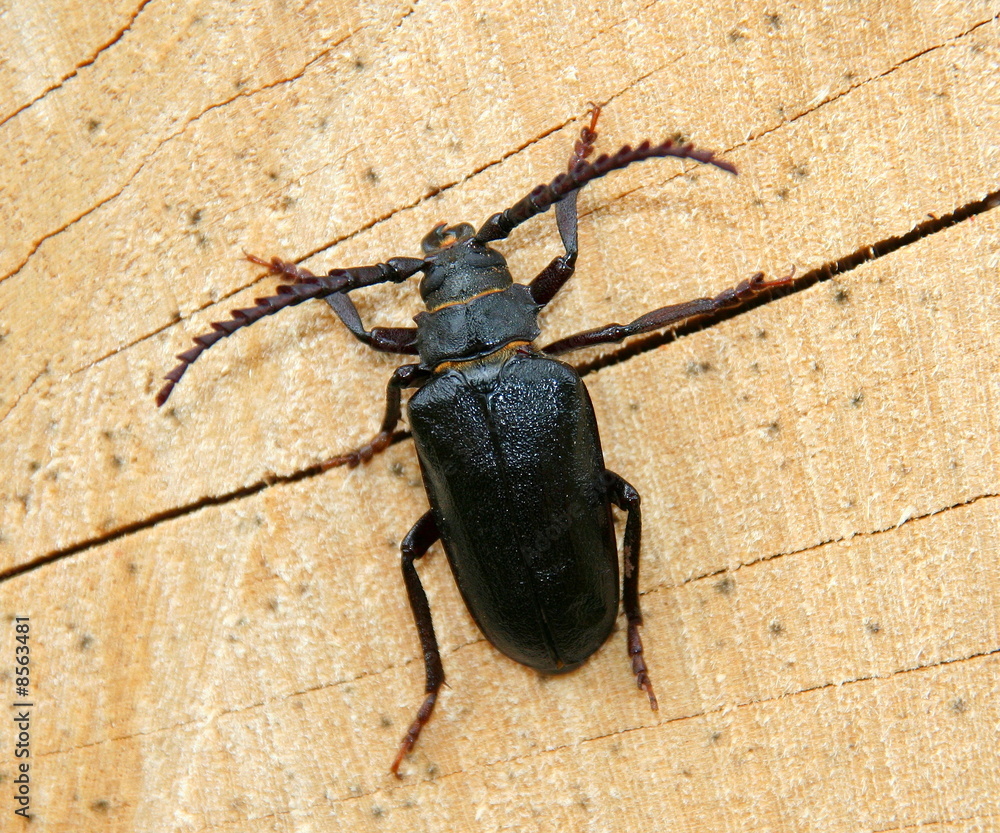 Capricorne Capricorne