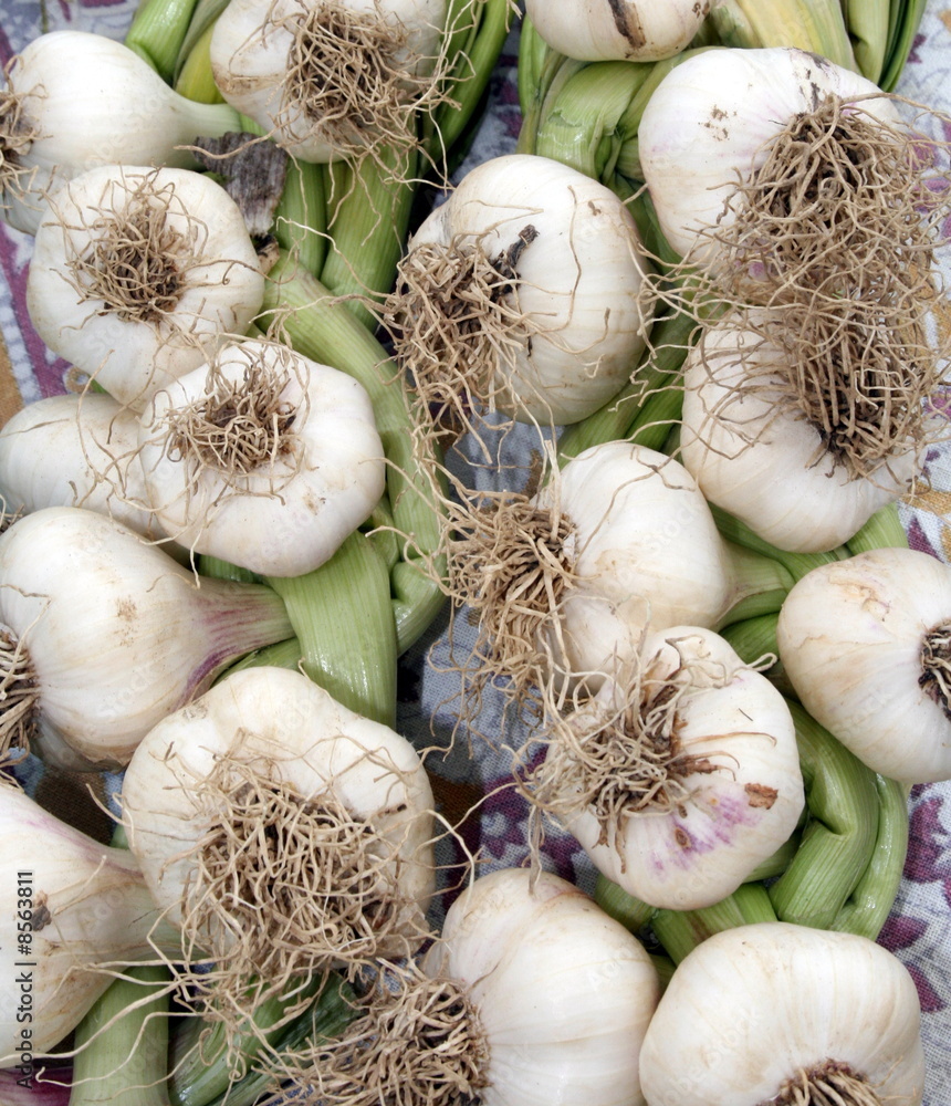 Freshly Picked Garlic
