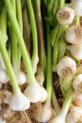 Onions, Freshly Picked