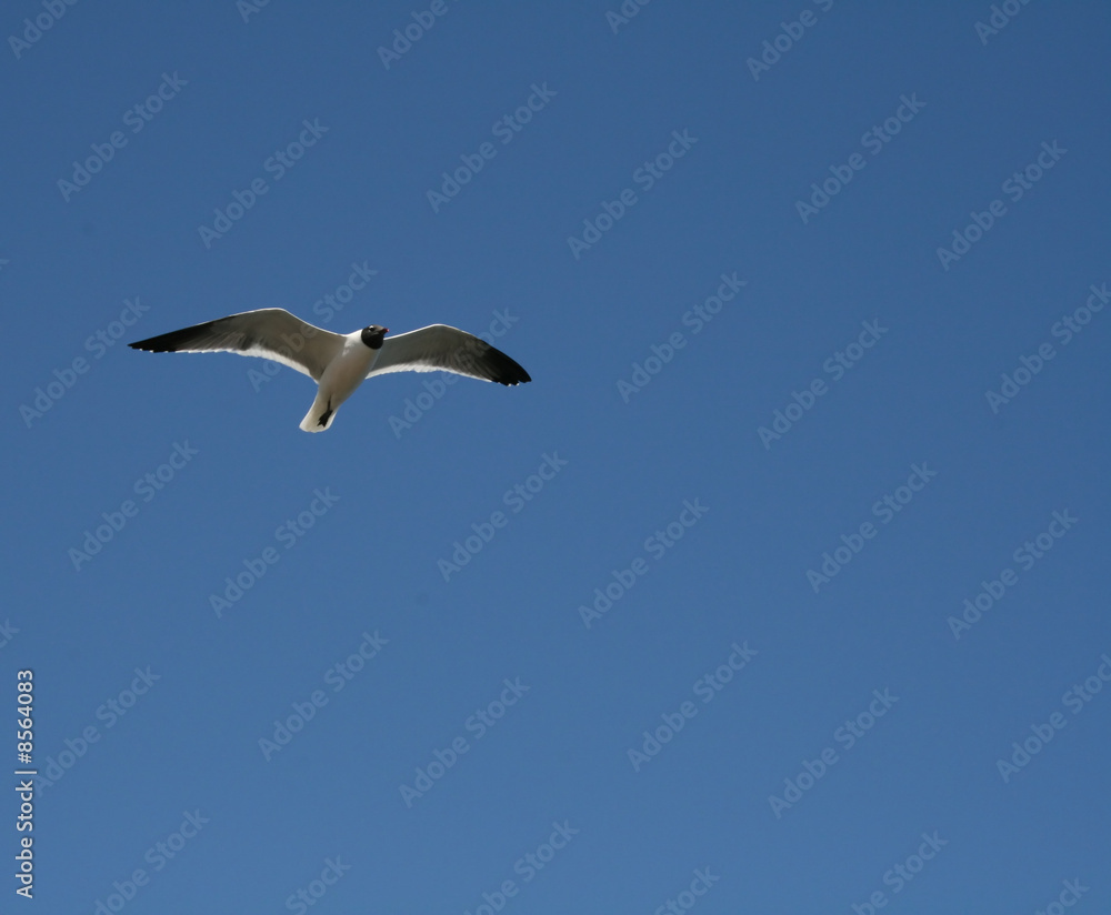 Soaring Tern
