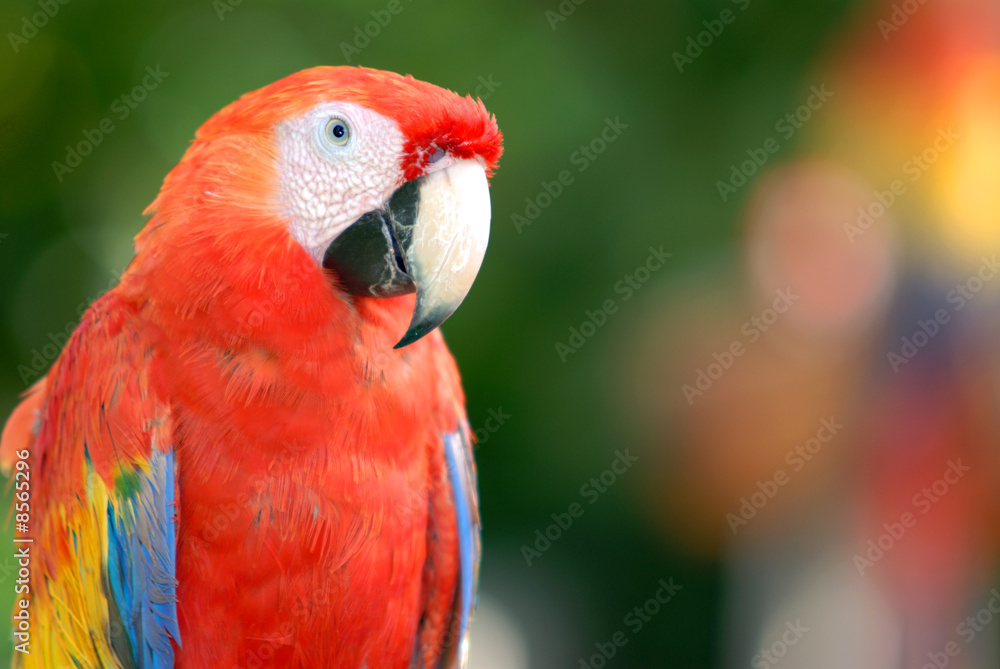Parrot Parrot