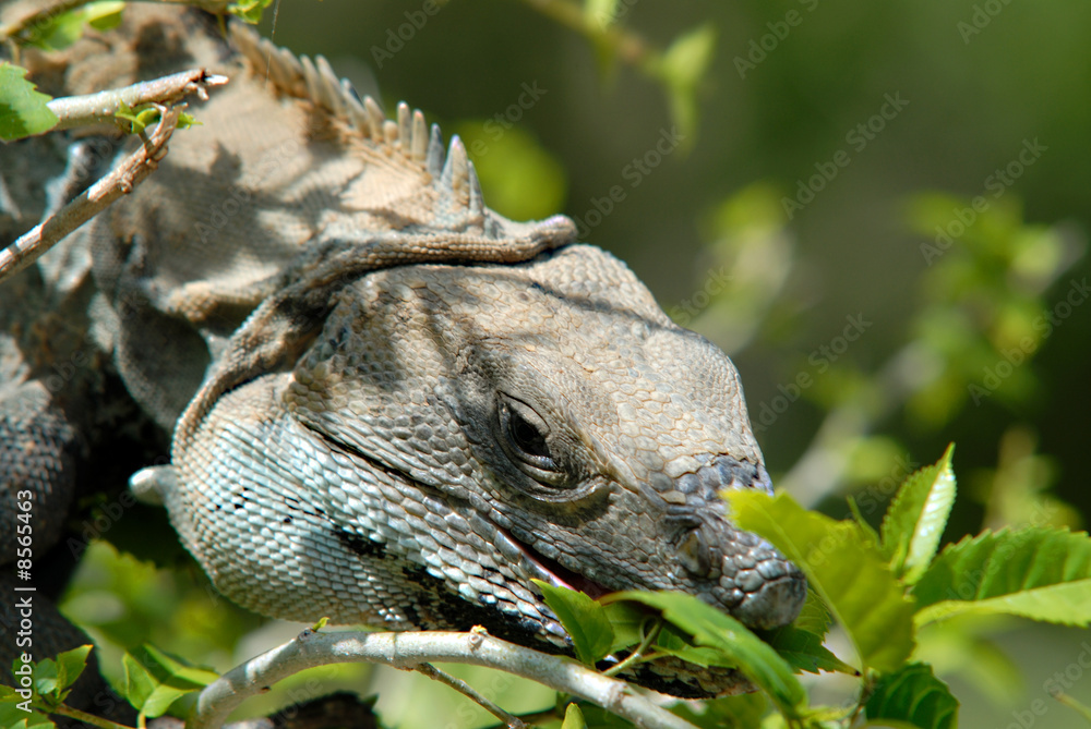 Obraz premium Iguana